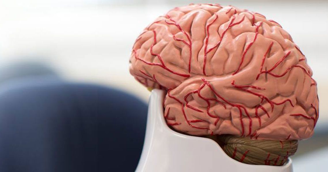 A brain model