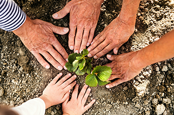 hands planting a plant in the ground